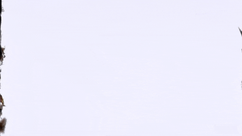 A looping gif showing different slides from family occasions