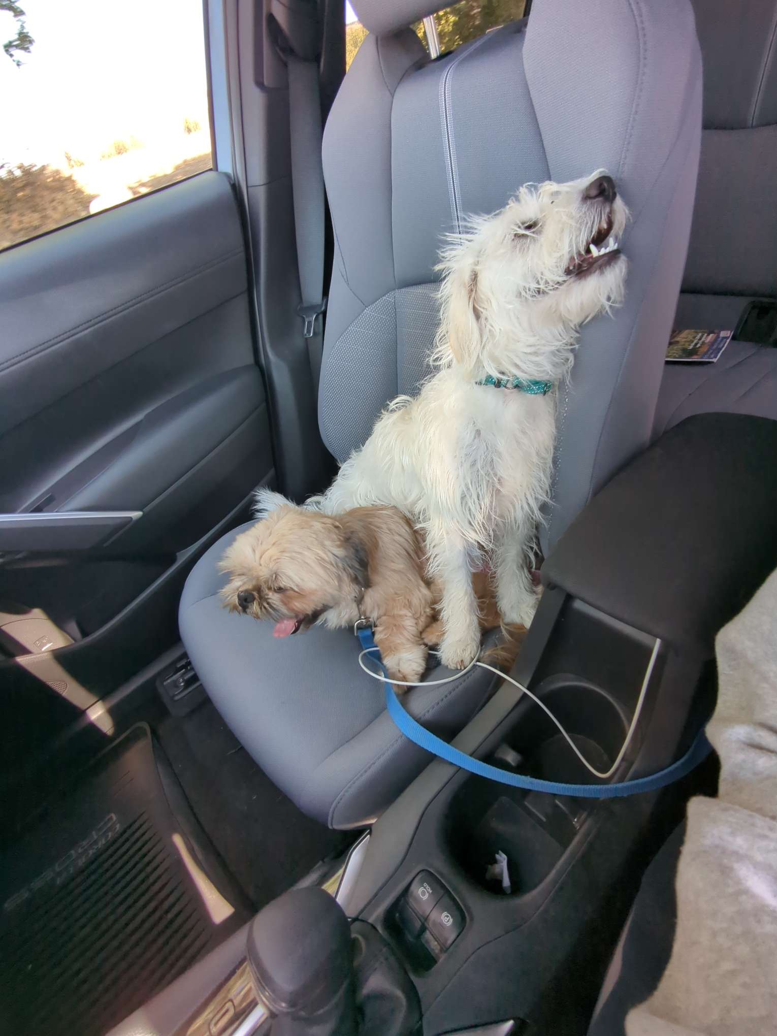 Car Buddies