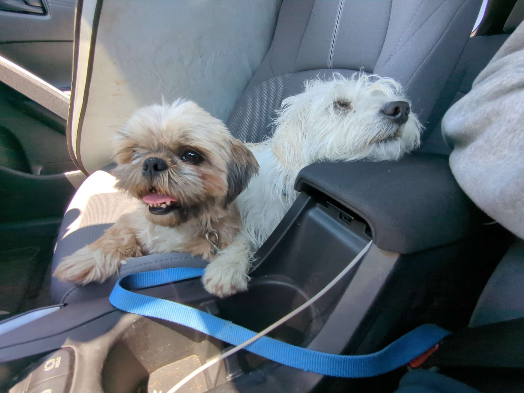 Car Buddies