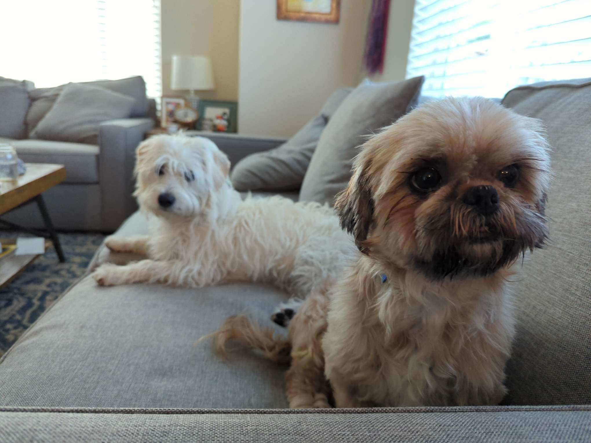 Spoiled dogs on the couch