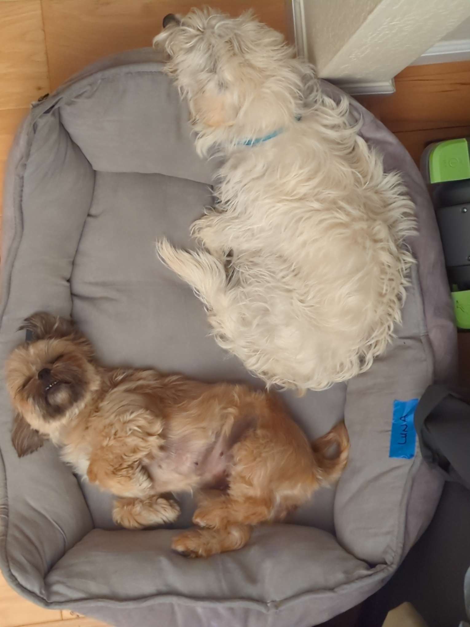 Sleepy dogs sharing Luna's bed